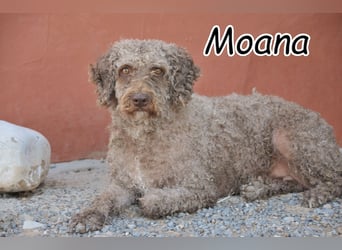 Zeigen Sie Moana wie schön die Blühte eines Lebens sein kann?