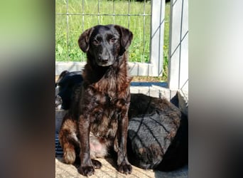 kleine schüchterne Mischlings Hündin Sunny sucht ein Zuhause oder PS