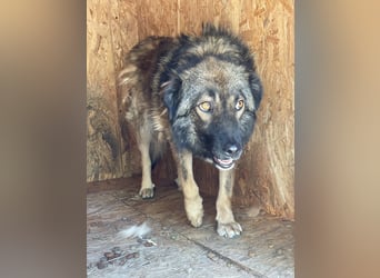 MONTI, Rüde, 7 Jahre, 51 cm, Mischling, Tierschutz