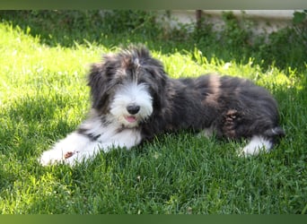 Bearded Collie , 1 Mädchen ist bereit für die Welt!