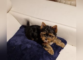 Yorkshire Terrier Welpe Timmi mit Stammbaum Black tan in Baden-Württemberg