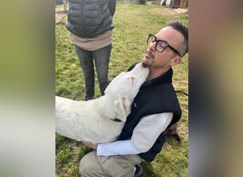 VANCOUVER – großer Herzenshund mit Herdenschutzhund-Seele