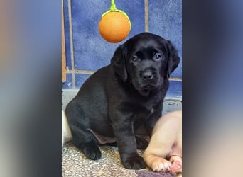 Labrador Welpen mit Ahnentafel, abzugeben ab Mitte /Ende Mai