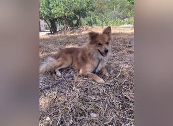 Romeo – riesengroßes Hundeherz im feinen, kleinen Pelz!
