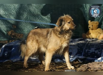 Phoenix sucht ein Zuhause