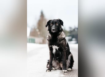 Vorsichtige Tama sucht ihre Familie