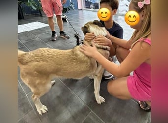 Pedro, geb. ca. 11/2022, lebt in GRIECHENLAND, auf einer privaten Pflegestelle