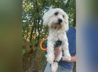 Casper, geboren 06.12.2023, 24cm sucht seine Menschen