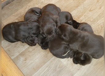 Labrador - Welpen