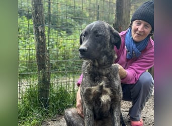 Jackpot - ein majestätischer Doggen-Mix sucht sein Königreich