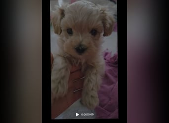 Maltipoo Welpen Rüde