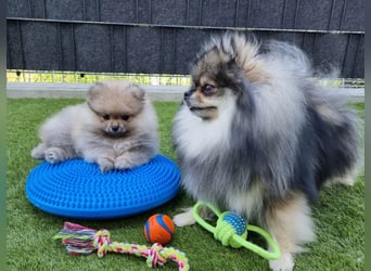 Reinrassige Pomeranian-Hündinnen mit Ahnentafel suchen ihre Traumfamilien