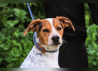 Rio, Mix Beagle / Jack Russel Terrier, lieb und verträglich