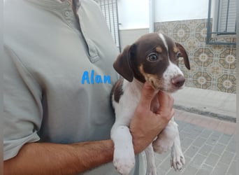Alan geb. 03/2025 (ESP) - neugieriger süßer Ratonero Bodeguero Andaluz Welpe!