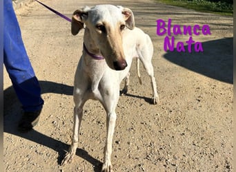 Blanca Nata 10/2023 (in Deutschland) - aufgeschlossene und unkomplizierte Traumgalga!