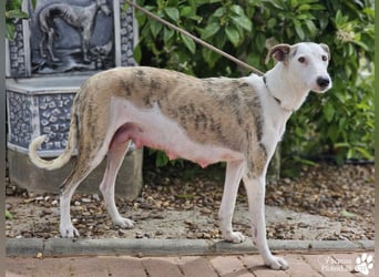 Christa ( Galgo Mix), ist ein absoluter Sonnenschein