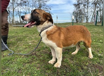 Cherry, geboren 25.06.2024, 36cm sucht ihr Glück