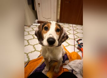 Beagle Mischlingswelpe GEORGY (Dezember 2024) sucht eine eigene Familie