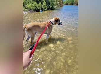 Ruhiger und gelassener Junghund WILLY (2 Jahre) sucht eine Familie