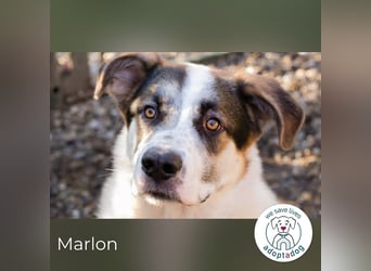 Marlon: Fröhlicher und verspielter Rüde
