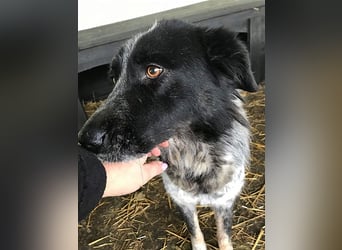 Ruby, lieb und gutmütig