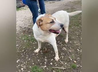 Lilly – abenteuerlustiger Sonnenschein sucht ihre Herzensmenschen