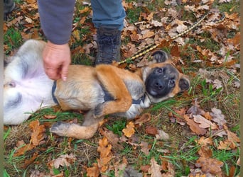 Mischlings Junghündin "Lina" sucht ein Zuhause