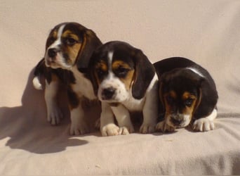 Beagle Welpen Tricolor