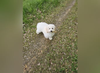 Zwerg Pudel x Maltipoo