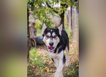 Chip-Nr. 245725 - der hübsche Husky-Mix Rüde möchte mit seinen Menschen tolle Abenteuer erleben
