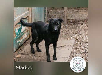 Madog: Sucht ein Zuhause