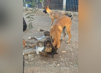 Bimba, wird immer übersehen