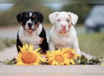 Unglaublich schöne American Bully Welpen!