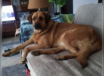 Daisy, familienfreundliche Traumhündin