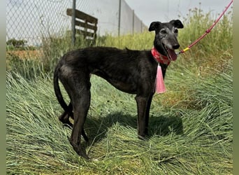 Giria - ängstliche Galga sucht