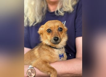 ♥ABBY♥ neu auf Pflegestelle bei Köln - bezaubernde, verschmuste kleine Juniorin 28 cm