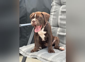 OEB mix Bulldoge old english bulldog
