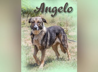 Angelo - ein sanfter Typ