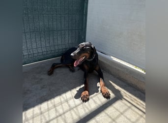 Zarter Odin sucht sein Für-Immer-Zuhause ❤️