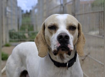 Remo – Pointer Mischling auf der Suche nach seinem Glück