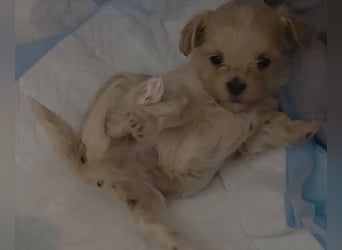 Maltipoo Welpen Rüde