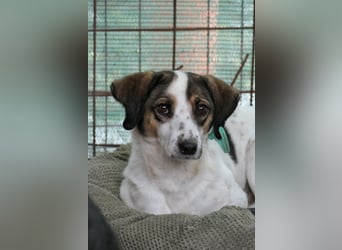 Micky sucht seine Menschen