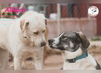 Allegra 04/2021 (in Deutschland) - sanfte, verspielte und feine Labrador Retriever Mix Dame!