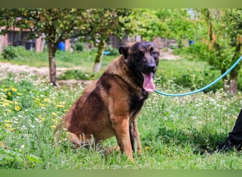 Woody, Mix Belgischer Schäferhund / Malinois
