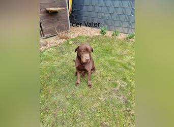 Zuckersüße Reinrassige Labrador Welpen suchen liebevolles Zuhause!