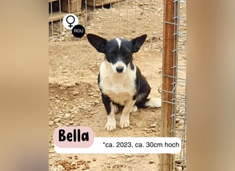 Wer holt BELLA aus ihrem Schneckenhaus?