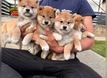 Shiba inu Welpen mit Papieren, Transport möglich!