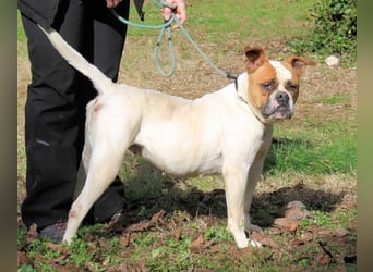 Nereida - Hübsche Bulldoggen-Dame sucht Sportpartner
