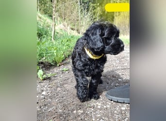 Cockapoo bereit zum Lieben!  - Schenken Sie sich selbst bedingungslose Liebe –