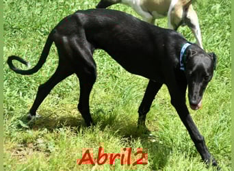 Abril2 10/2024 (ESP) - liebe und aufgeschlossene, junge Galga!